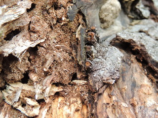 the structure of the old tree. forest of the old-timers.