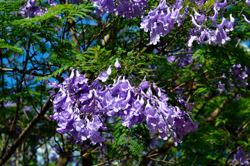 Australia,  Botany