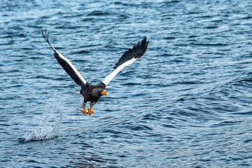 Steller's sea eagle  in flight, eagle with a fish which has been just plucked from the water in Hokkaido, Japan, eagle with a fish flies over a sea, majestic sea eagle, exotic birding in Asia