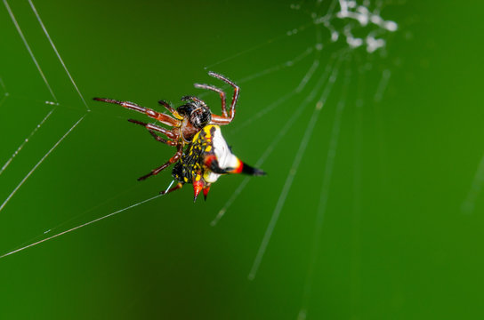 Spiny orb-weaver, Gasteracantha sp. in Arfak mountains, West Papua, Indonesia