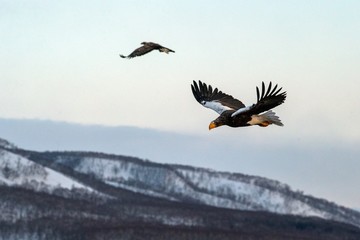 Steller's sea eagle flying in front of winter mountains scenery in Hokkaido, Bird silhouette. Beautiful nature scenery in winter. Mountain covered by snow, glacier, birding in Asia, wallpaper,Japan