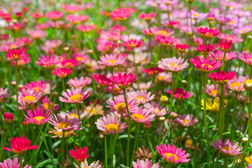 Happy pink daisy fower field detail at springtime - nature background with vivid colors