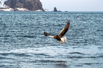 Steller's sea eagle in flight hunting fish from sea at sunrise,Hokkaido, Japan, majestic sea eagle with big claws aiming to catch fish from water surface, wildlife scene,birding adventure