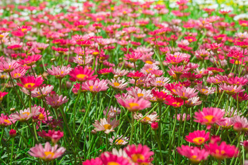 Obraz na płótnie Canvas Happy pink daisy fower field detail at springtime - nature background with vivid colors