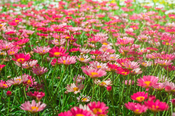 Obraz na płótnie Canvas Happy pink daisy fower field detail at springtime - nature background with vivid colors