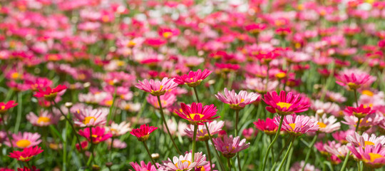 Happy pink daisy fower field detail at springtime - nature background with vivid colors