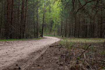 Woodland. The road goes deep into the forest