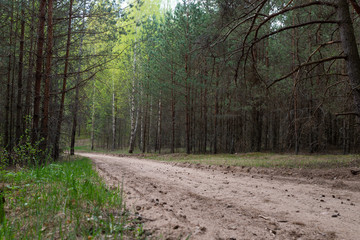 Woodland. The road goes deep into the forest