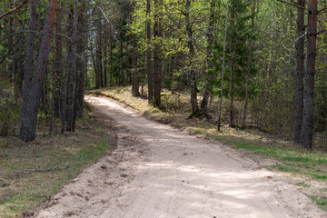 Fototapeta na wymiar Woodland. The road goes deep into the forest