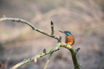 Eisvogel 