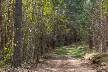 Obraz premium Woodland. The road goes deep into the forest