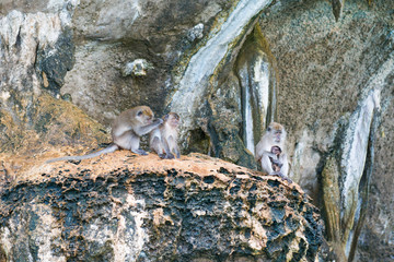 Group of wild monkeys sitting on rock. Primates animals in nature wildlife