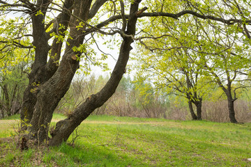 Fototapeta na wymiar Green park with oak trees and grass on sunny lawn