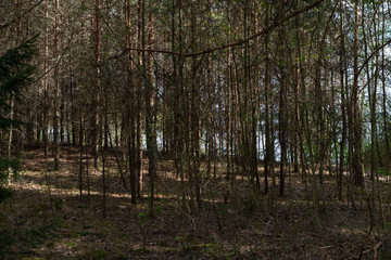 Woodland. Beautiful view of the trees backlit by the sunset.