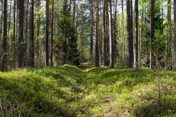 Woodland. The road goes deep into the forest