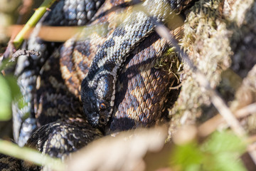 European adders mating