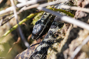 European adders mating