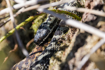 European adders mating