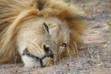 portrait d'un lion en Afrique du Sud