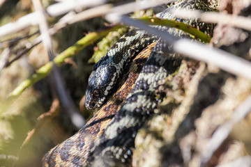 European adders mating