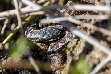 European adders mating in the undergrowth