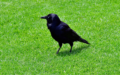 Australia, Zoology, Raven
