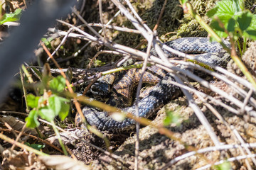European adders mating in the undergrowth