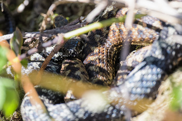 European adders mating in the undergrowth