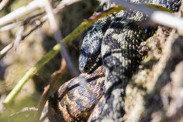 European adders mating in the undergrowth