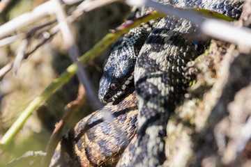European adders mating in the undergrowth