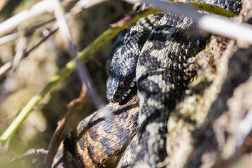 European adders mating in the undergrowth