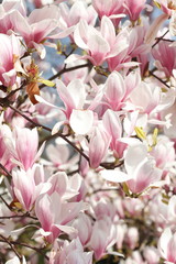 Rosa Magnolienbl&uuml;ten auf Baumzweigen, Deutschland