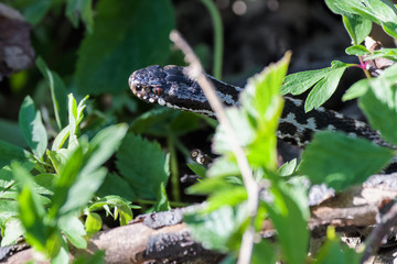 European adders mating in the undergrowth