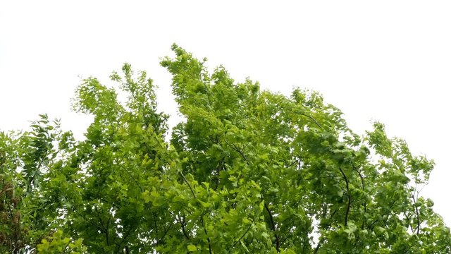 Tops green trees swinging in the wind on blue sky background.