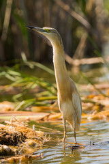 Small yellow heron (Ardeola ralloides) in natural habitat 