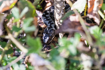 European adders mating in the undergrowth