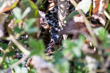 European adders mating in the undergrowth