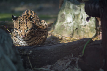 visiting the Zoo of Affi, near lake Garda,  italian Zoo, nature and wildlife