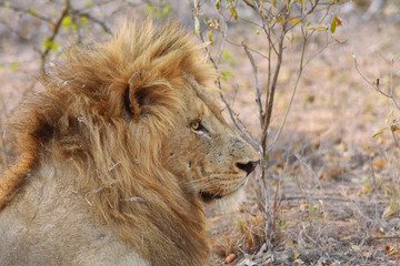 portrait d'un lion en Afrique du Sud