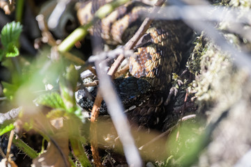 European adders mating in the undergrowth