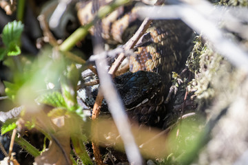 European adders mating in the undergrowth