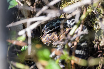 European adders mating in the undergrowth