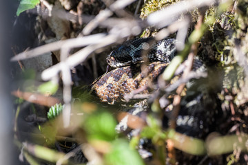 European adders mating in the undergrowth