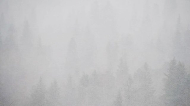 Snow faling above the pine wintry forest. Cloudy weather, misty woods view. Epic winter landscape, misty atmosphere.   