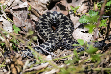 European adders mating in the undergrowth