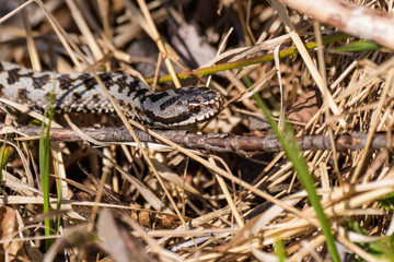 European adders mating in the undergrowth