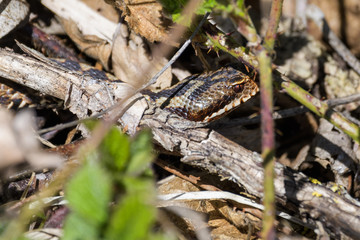 European adders mating in the undergrowth
