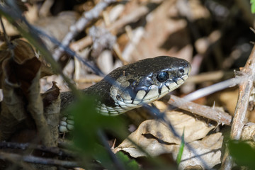 European grass snake flicking its tongue