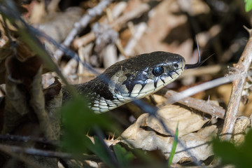 European grass snake flicking its tongue