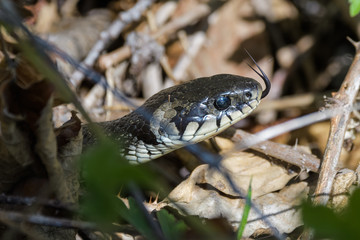 European grass snake flicking its tongue